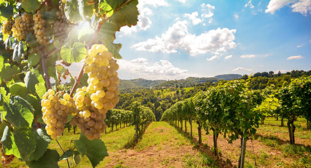 Italy's Top 12 Wine Regions in 2023